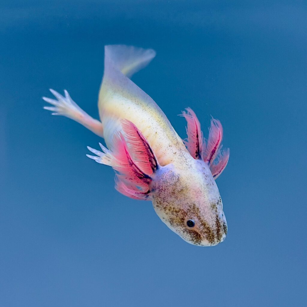 GFP Blue-Gill Dirty Leucistic Axolotl - Axolotls