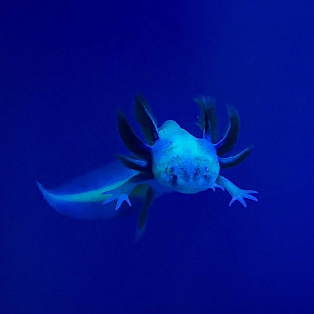 GFP Blue-Gill Dirty Leucistic Axolotl - Axolotls