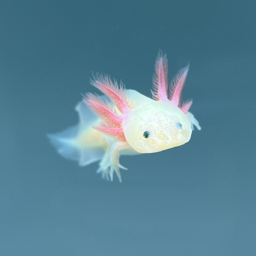 Leucistic Gfp Axolotl - Axolotls