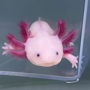 Nebula (Female) - Axolotls