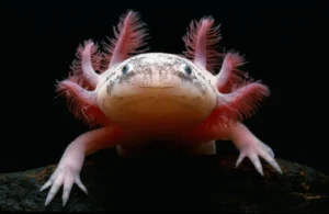 Which Axolotl is the Rarest