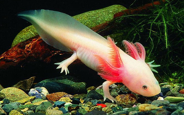 Where Axolotls Live